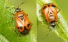 Deraeocoris punctum